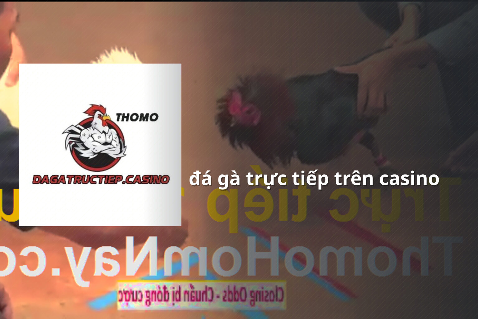 đá gà trực tiếp trên casino - gaming_research
