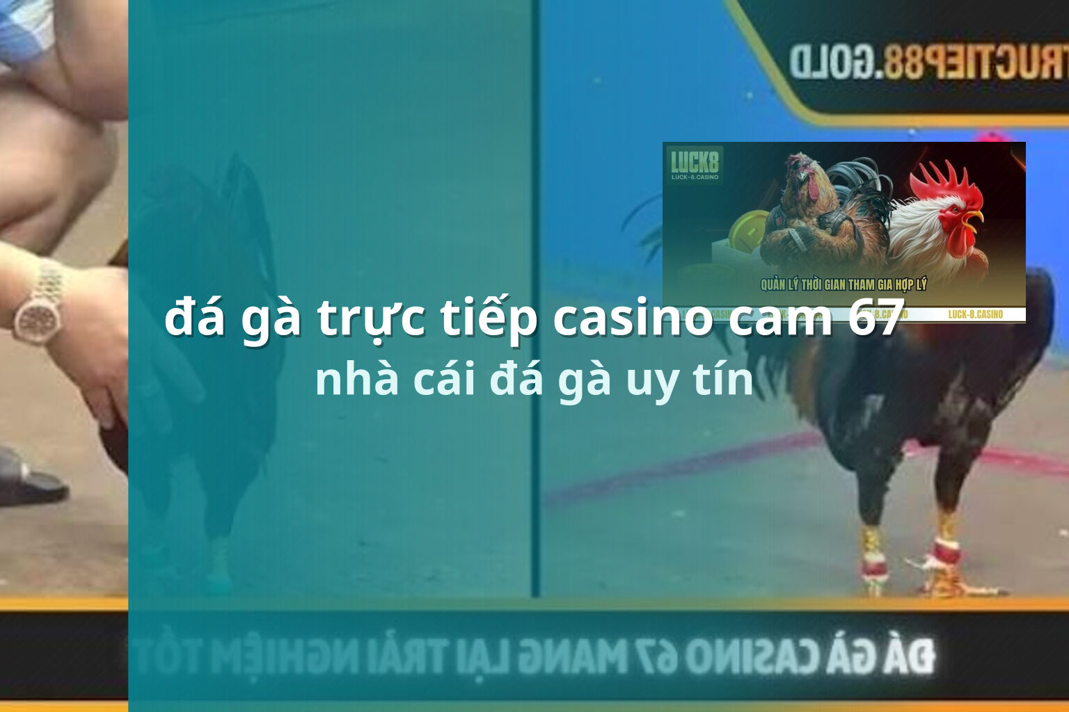 đá gà trực tiếp casino cam 67 nhà cái đá gà uy tín