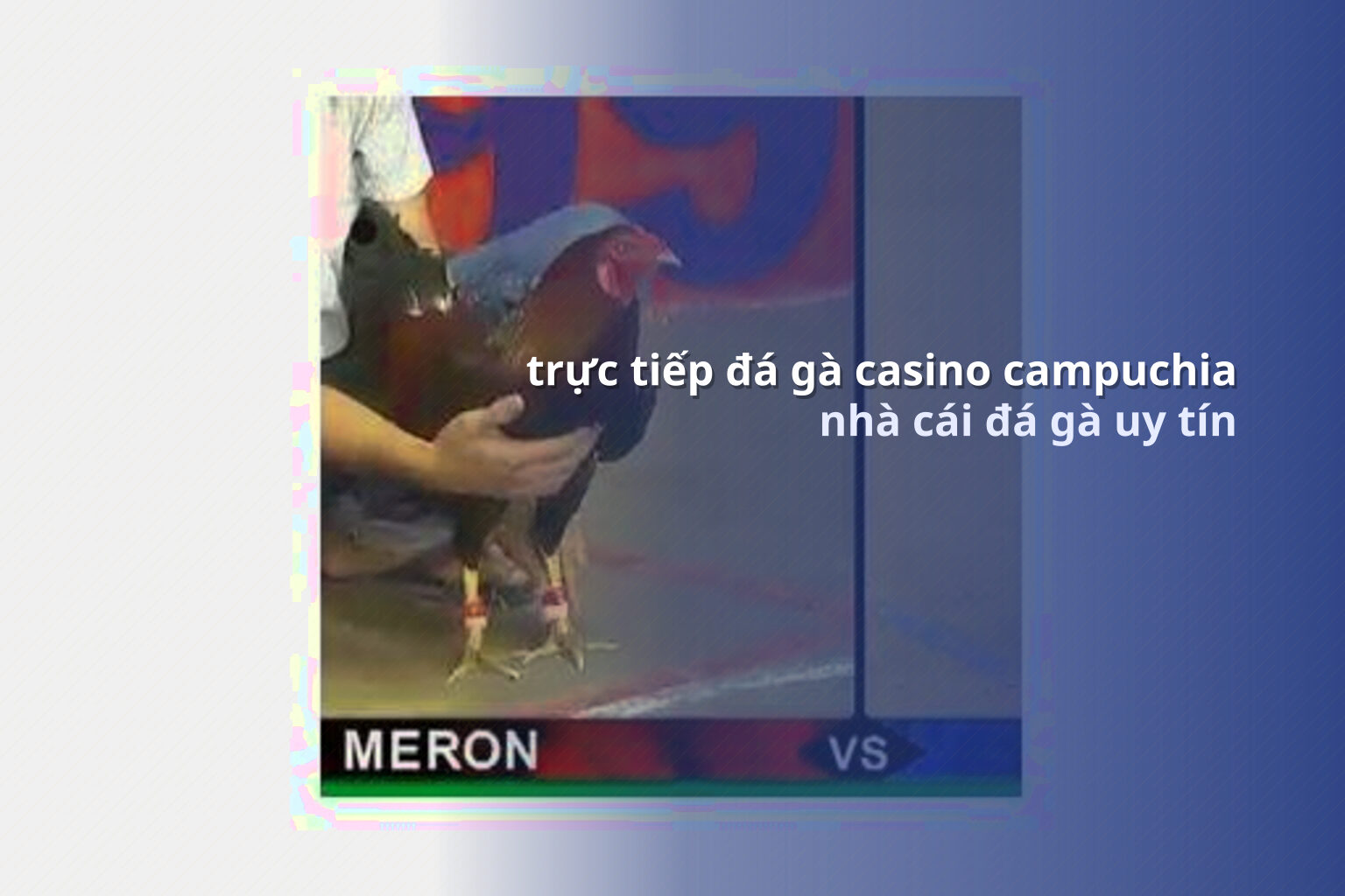 trực tiếp đá gà casino campuchia nhà cái đá gà uy tín