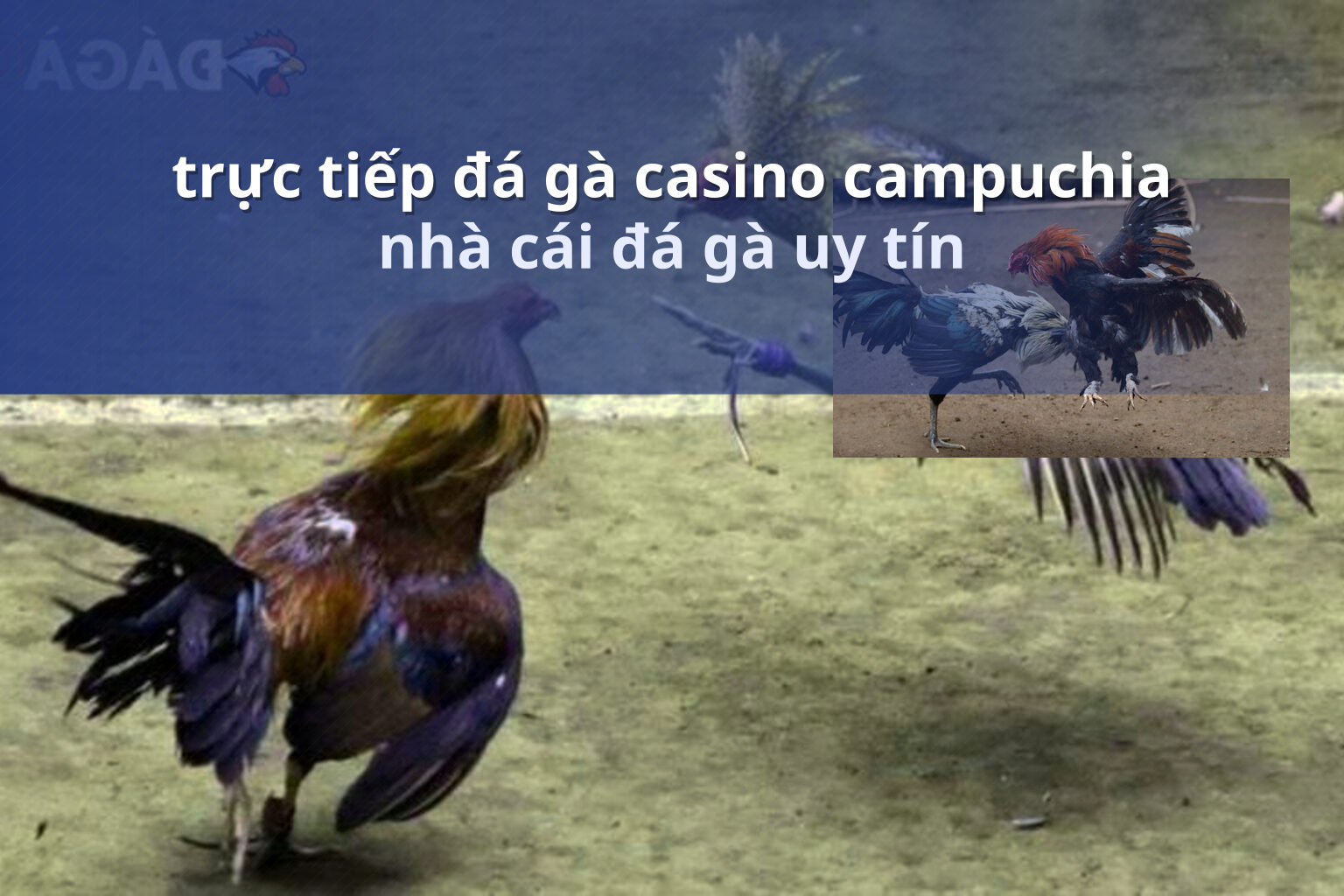 trực tiếp đá gà casino campuchia nhà cái đá gà uy tín