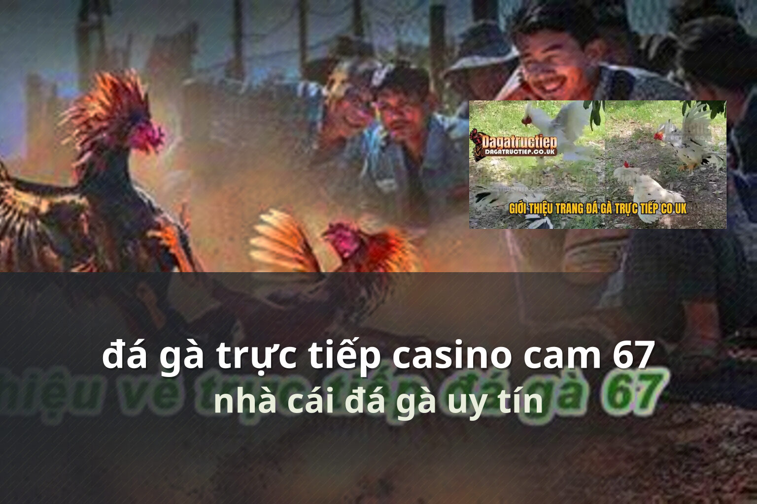 đá gà trực tiếp casino cam 67 nhà cái đá gà uy tín